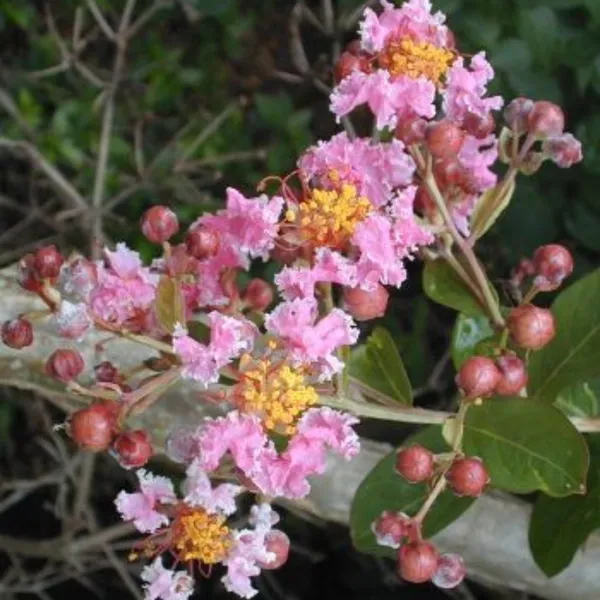 Malpighia_Dwarf_Cherry_Blossom_Bonsai_Suitable_Sapling_Plant_Default_Title