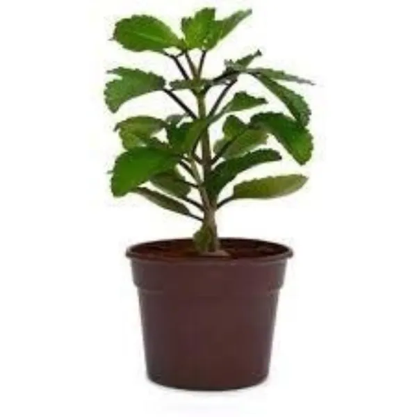 Kidney_Stone_Plant_Patharchatta_Air_Plant_Kalanchoe_Pinnata_Koppat_Ranapala_Live_Plant_Default_Title
