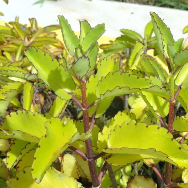 Kidney_Stone_Plant_Patharchatta_Air_Plant_Kalanchoe_Pinnata_Koppat_Ranapala_Live_Plant_Default_Title