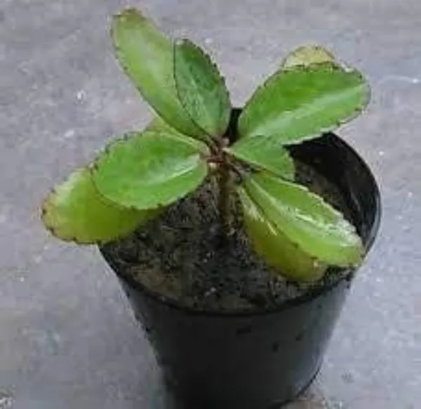 Kidney_Stone_Plant_Patharchatta_Air_Plant_Kalanchoe_Pinnata_Koppat_Ranapala_Live_Plant_Default_Title