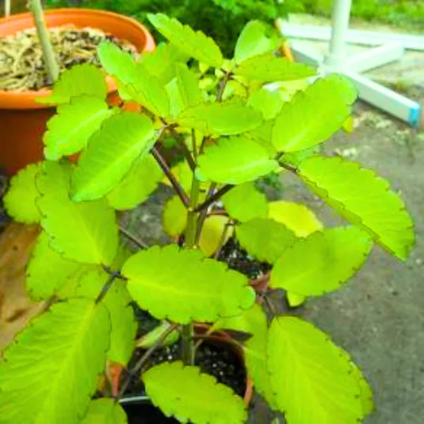 Kidney_Stone_Plant_Patharchatta_Air_Plant_Kalanchoe_Pinnata_Koppat_Ranapala_Live_Plant_Default_Title