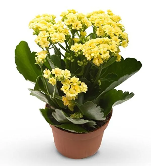 Yellow_Kalanchoe_Plant_With_Pot_Default_Title