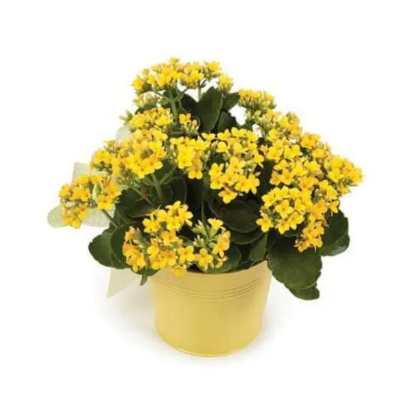 Yellow_Kalanchoe_Plant_With_Pot_Default_Title