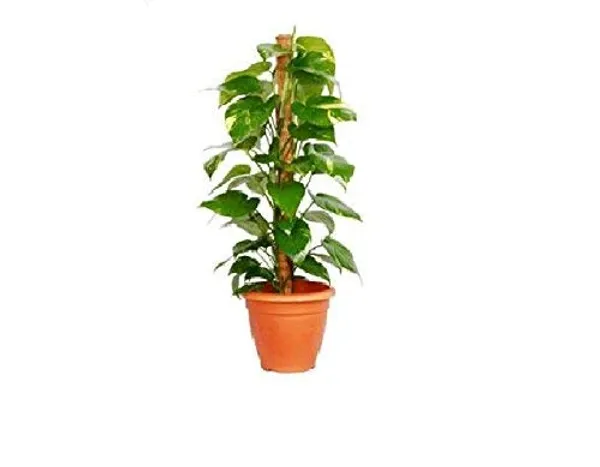 Moss_Stick_For_Climbing_House_Plants_2ft_Default_Title