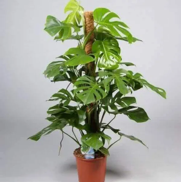 Moss_Stick_For_Climbing_House_Plants_2ft_Default_Title