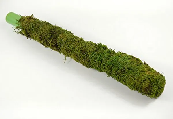 Moss_Stick_For_Climbing_House_Plants_2ft_Default_Title
