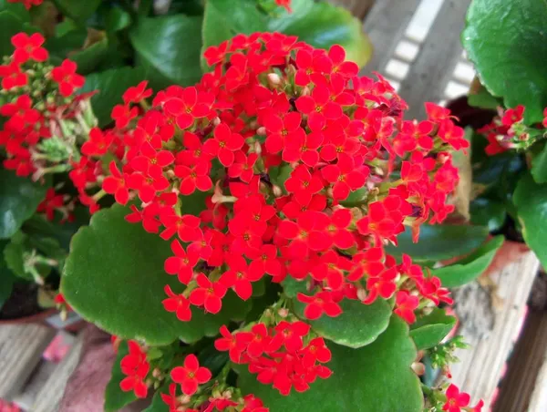 Green_Paradise_Red_Kalanchoe_Plant_With_Pot_Default_Title