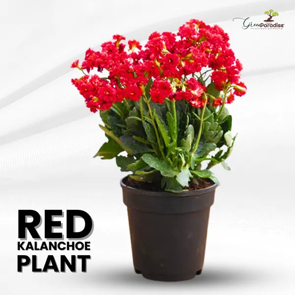 Green_Paradise_Red_Kalanchoe_Plant_With_Pot_Default_Title