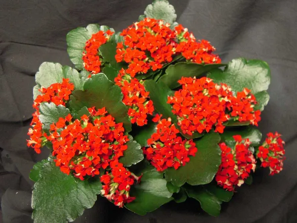 Green_Paradise_Red_Kalanchoe_Plant_With_Pot_Default_Title