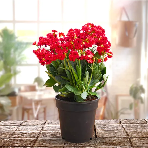Green_Paradise_Red_Kalanchoe_Plant_With_Pot_Default_Title