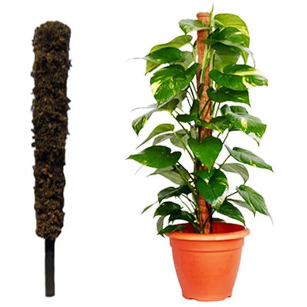 Moss_And_Coir_Stick_Plant_Support_120_Cm_4ft_Brown_2_Pieces_Default_Title