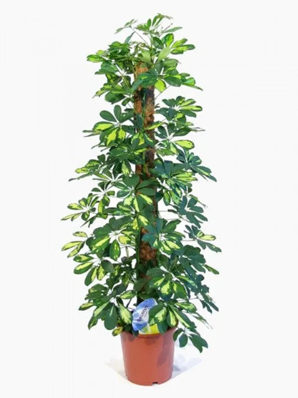 Moss_And_Coir_Stick_Plant_Support_120_Cm_4ft_Brown_2_Pieces_Default_Title