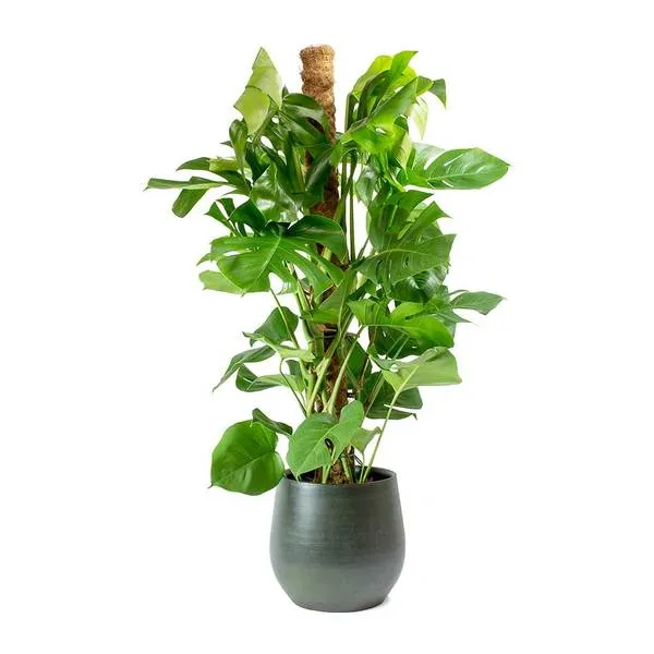 Moss_Stick_For_Indoor_House_And_Plant_Creepers_Support_Brown_3_Ft_2_Pieces_Default_Title