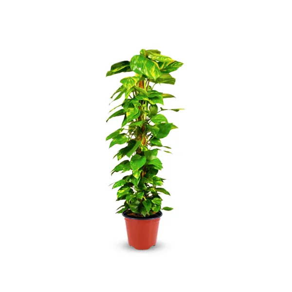 Moss_Stick_For_Indoor_House_And_Plant_Creepers_Support_Brown_3_Ft_2_Pieces_Default_Title