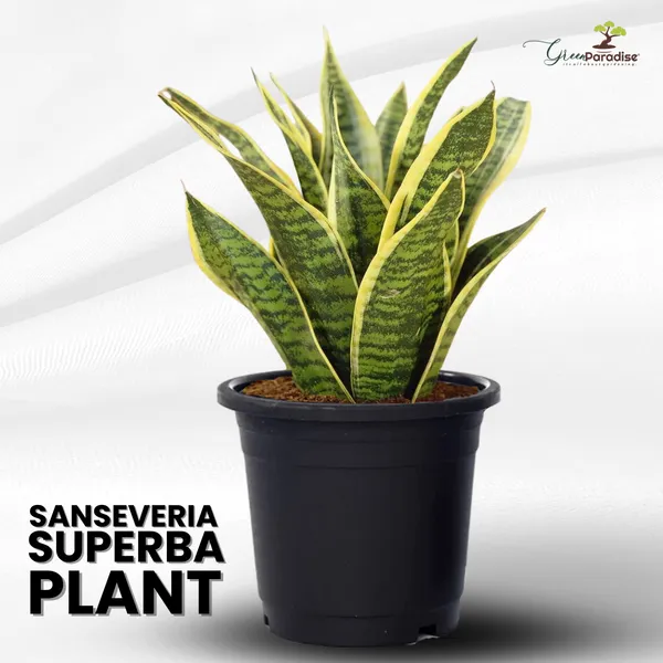 Air_Purifying_Sansevieria_Superba_Plant_With_Pot_Default_Title