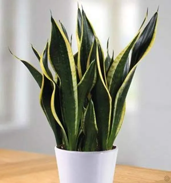 Air_Purifying_Sansevieria_Superba_Plant_With_Pot_Default_Title