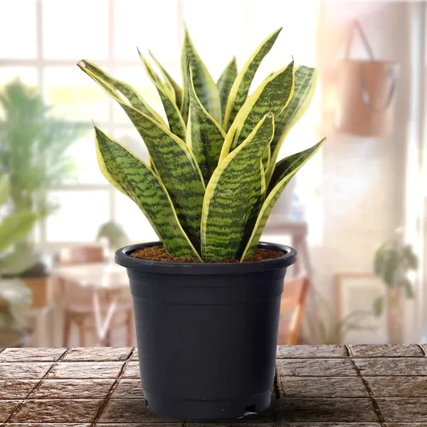 Air_Purifying_Sansevieria_Superba_Plant_With_Pot_Default_Title