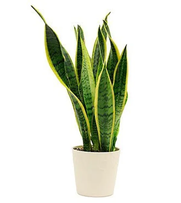 Sanseveria_Snake_Plant_Pot_Included_Air_Purifier_Default_Title