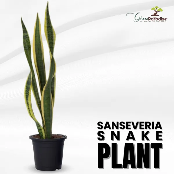Sanseveria_Snake_Plant_Pot_Included_Air_Purifier_Default_Title