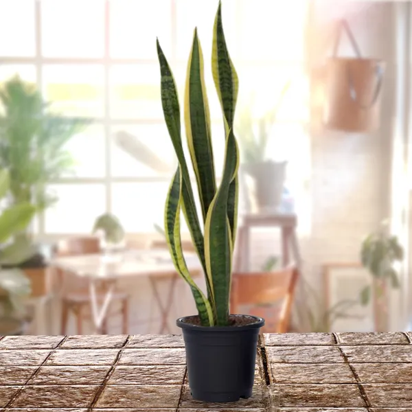 Sanseveria_Snake_Plant_Pot_Included_Air_Purifier_Default_Title
