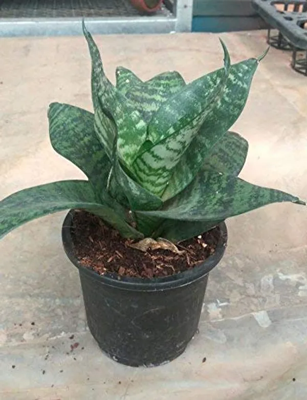 Snake_Plant_Sanseveria_Pot_Included_Air_Purifier_Live_Plant_Default_Title