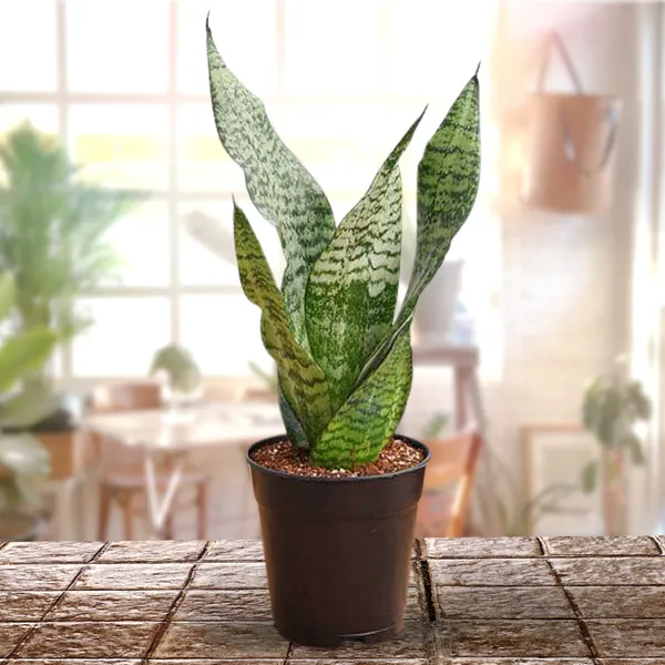 Snake_Plant_Sanseveria_Pot_Included_Air_Purifier_Live_Plant_Default_Title
