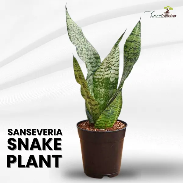 Snake_Plant_Sanseveria_Pot_Included_Air_Purifier_Live_Plant_Default_Title
