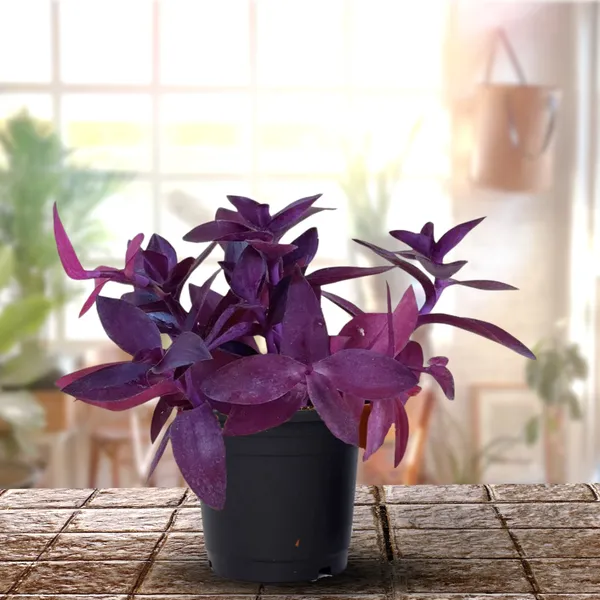 Wandering_Jew_Tradescantia_Pallida_Purple_Heart_Purple_Queen_Live_Plant_Default_Title