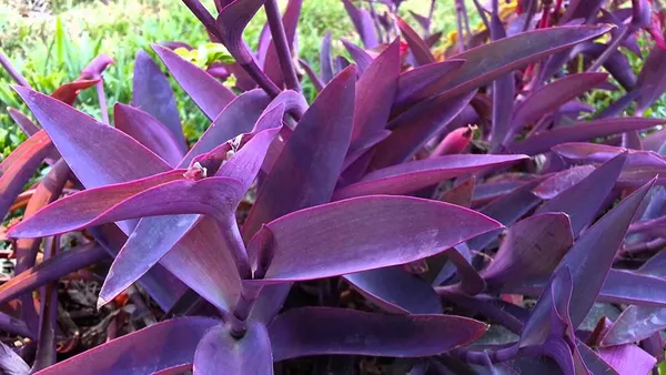 Wandering_Jew_Tradescantia_Pallida_Purple_Heart_Purple_Queen_Live_Plant_Default_Title