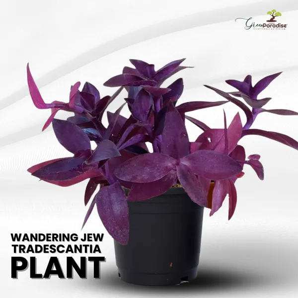 Wandering_Jew_Tradescantia_Pallida_Purple_Heart_Purple_Queen_Live_Plant_Default_Title