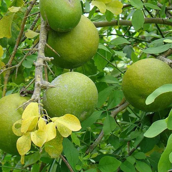 Bel_Patra_Aegle_Marmelos_Plant_Default_Title