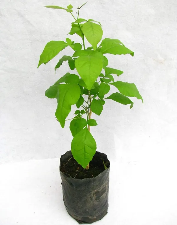 Bel_Patra_Aegle_Marmelos_Plant_Default_Title
