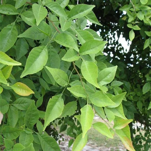Bel_Patra_Aegle_Marmelos_Plant_Default_Title
