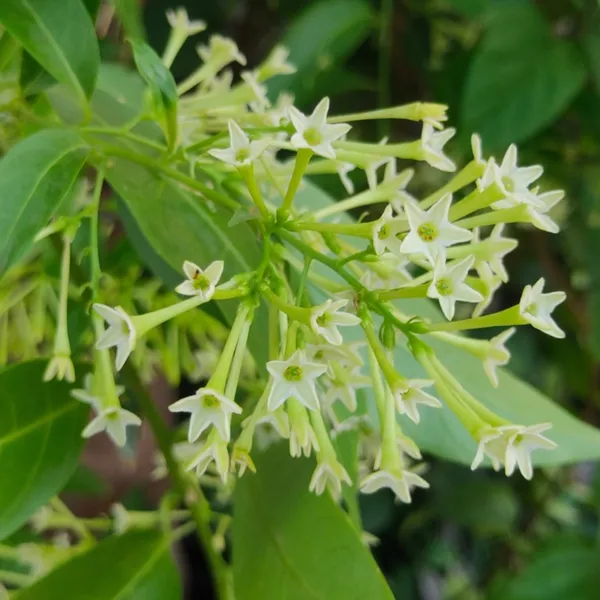 Raat_Ki_Rani_Night_Blooming_Jasmine_Beautiful_Flower_Plant_Default_Title