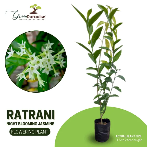 Raat_Ki_Rani_Night_Blooming_Jasmine_Beautiful_Flower_Plant_Default_Title