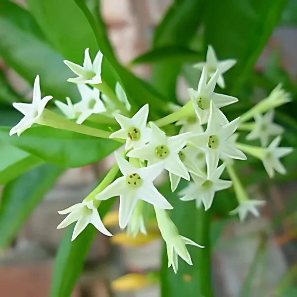 Raat_Ki_Rani_Night_Blooming_Jasmine_Beautiful_Flower_Plant_Default_Title