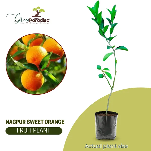 Bonsai_Suitable_Delicious_Sweet_Nagpur_Orange_Plant_All_Season1_Live_Plant_Default_Title