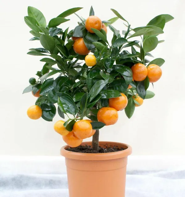 Bonsai_Suitable_Delicious_Sweet_Nagpur_Orange_Plant_All_Season1_Live_Plant_Default_Title