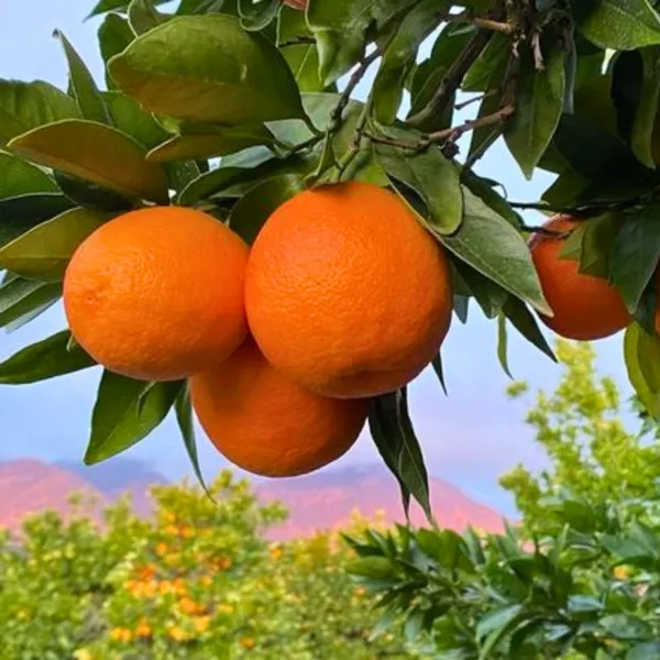 Bonsai_Suitable_Delicious_Sweet_Nagpur_Orange_Plant_All_Season1_Live_Plant_Default_Title
