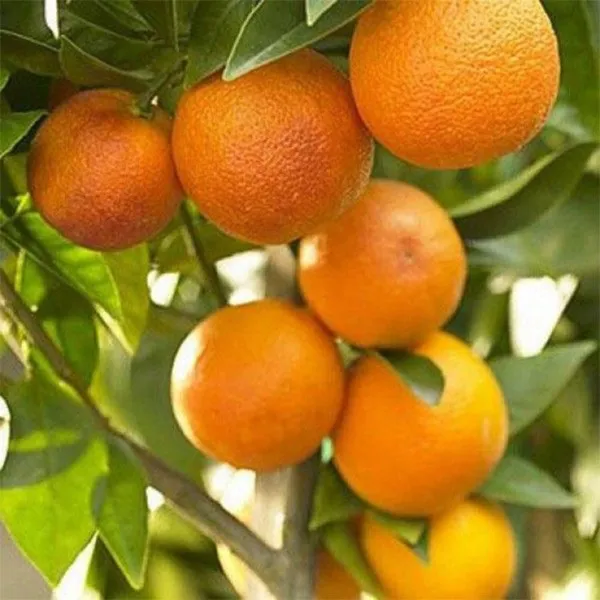 Bonsai_Suitable_Delicious_Sweet_Nagpur_Orange_Plant_All_Season1_Live_Plant_Default_Title