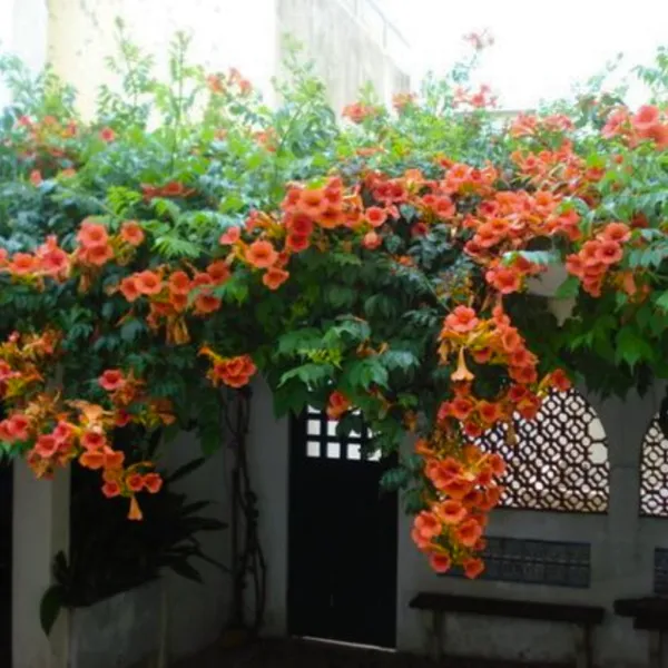 Campsis_Grandiflora_Chinese_Trumpet_Creeper_Orange_Live_Plant_Default_Title