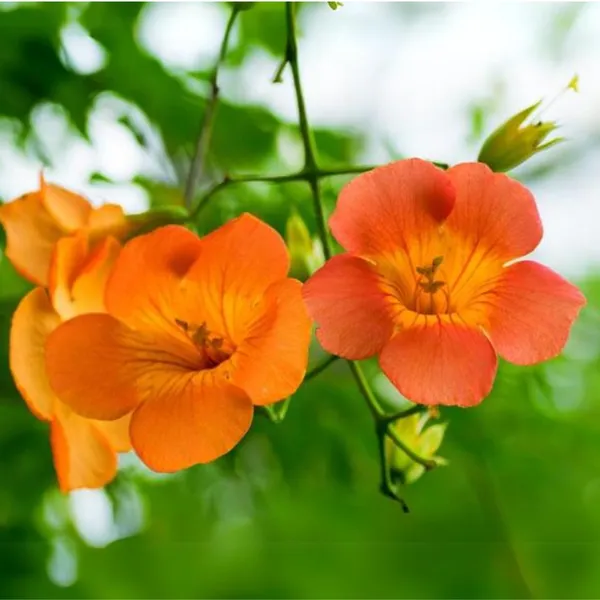 Campsis_Grandiflora_Chinese_Trumpet_Creeper_Orange_Live_Plant_Default_Title