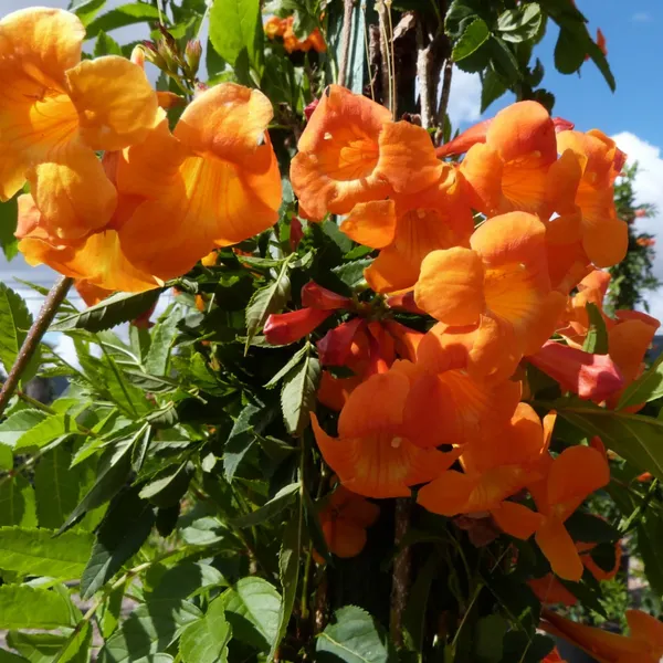 Campsis_Grandiflora_Chinese_Trumpet_Creeper_Orange_Live_Plant_Default_Title