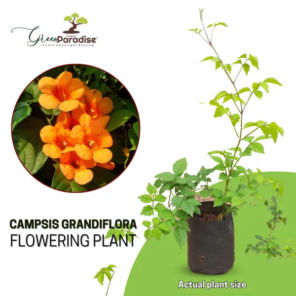 Campsis_Grandiflora_Chinese_Trumpet_Creeper_Orange_Live_Plant_Default_Title