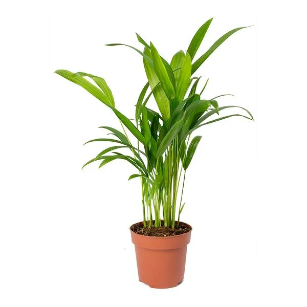 Green_Paradise_Air_Purifier_Areca_Palm_For_Tabletop_Indoor_Live_Plant_In_Plastic_Pot_Default_Title