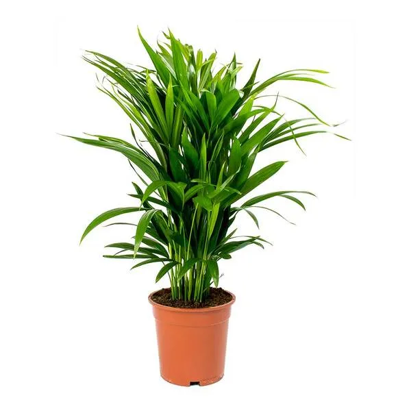 Green_Paradise_Air_Purifier_Areca_Palm_For_Tabletop_Indoor_Live_Plant_In_Plastic_Pot_Default_Title