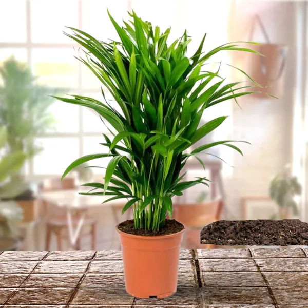 Green_Paradise_Air_Purifier_Areca_Palm_For_Tabletop_Indoor_Live_Plant_In_Plastic_Pot_Default_Title