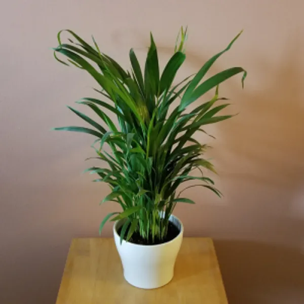 Green_Paradise_Air_Purifier_Areca_Palm_For_Tabletop_Indoor_Live_Plant_In_Plastic_Pot_Default_Title