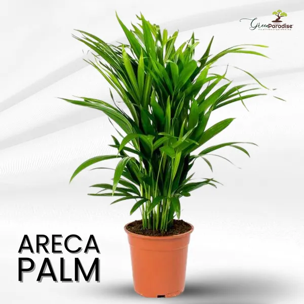 Green_Paradise_Air_Purifier_Areca_Palm_For_Tabletop_Indoor_Live_Plant_In_Plastic_Pot_Default_Title