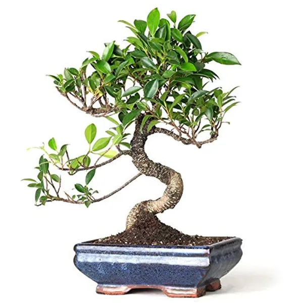 Ficus_Microcarpa_Tigerbark_Beautiful_Live_2_3_Years_Old_Bonsai_Tree_With_Plastic_Bonsai_Pot_Default_Title